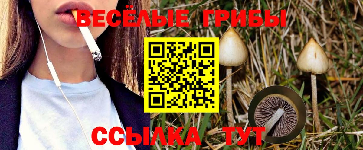 Псилоцибиновые грибы Cubensis Майский